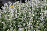 Nepeta Snowflake – Een krachtige en kleurrijke toevoeging aan je tuin of interieur