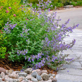 Nepeta Walkers Low – Een krachtige en kleurrijke toevoeging aan je tuin of interieur