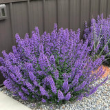 Nepeta Walkers Low – Een krachtige en kleurrijke toevoeging aan je tuin of interieur