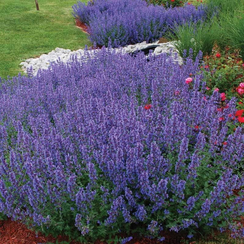 Nepeta Walkers Low – Een krachtige en kleurrijke toevoeging aan je tuin of interieur