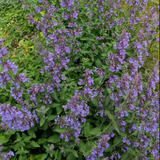 Nepeta Blue Wonder – Een krachtige en kleurrijke toevoeging aan je tuin of interieur