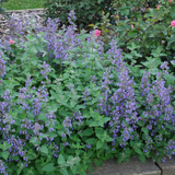 Nepeta Blue Wonder – Een krachtige en kleurrijke toevoeging aan je tuin of interieur