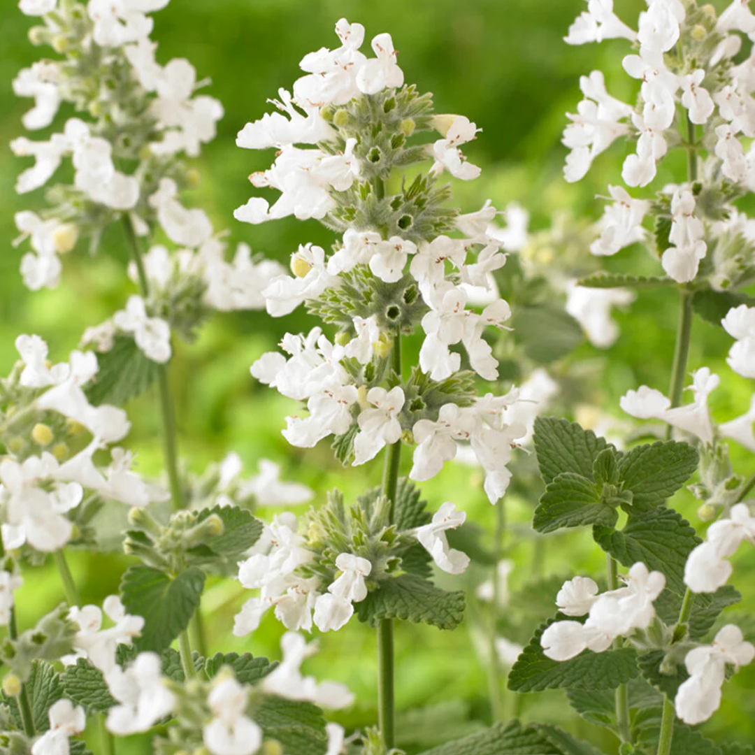 Nepeta Snowflake – Een krachtige en kleurrijke toevoeging aan je tuin of interieur