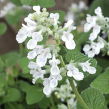 Nepeta Snowflake – Een krachtige en kleurrijke toevoeging aan je tuin of interieur
