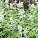 Nepeta Snowflake – Een krachtige en kleurrijke toevoeging aan je tuin of interieur