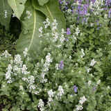 Nepeta Snowflake – Een krachtige en kleurrijke toevoeging aan je tuin of interieur