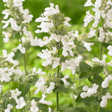 Nepeta Snowflake – Een krachtige en kleurrijke toevoeging aan je tuin of interieur