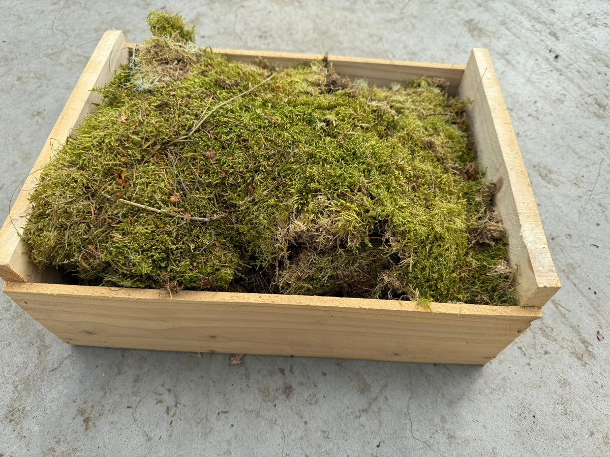 Platmos in houten kist 30x40 cm