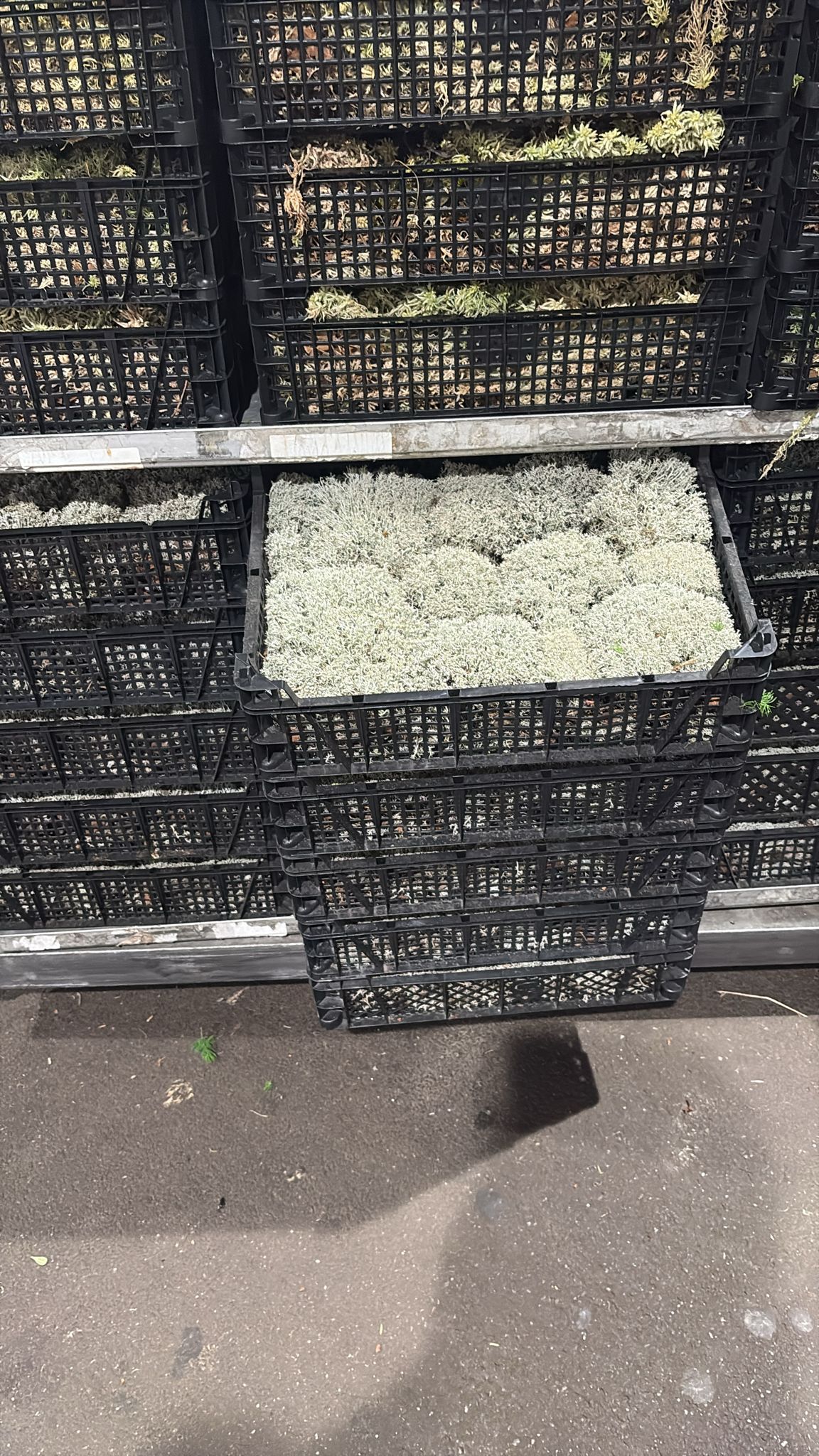 Zilvermos in plastic kist 30x40 cm