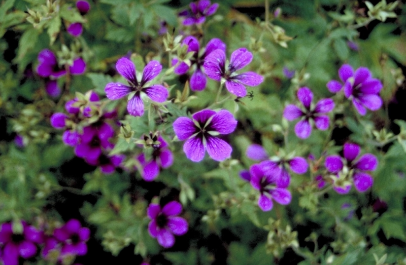 Geranium Subcaulescens – Breng kleur en sfeer in je interieur