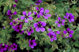 Geranium Subcaulescens – Breng kleur en sfeer in je interieur