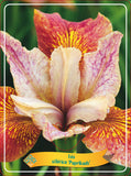 Iris Sibirica 'Paprikash' - Goedkope tuinplanten