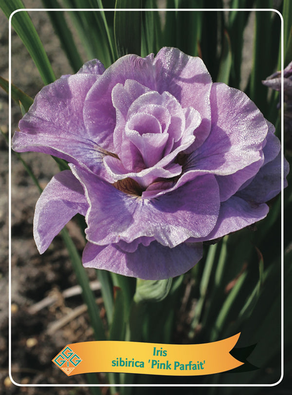 Iris Sibirica 'Pink Parfait' - Goedkope tuinplanten