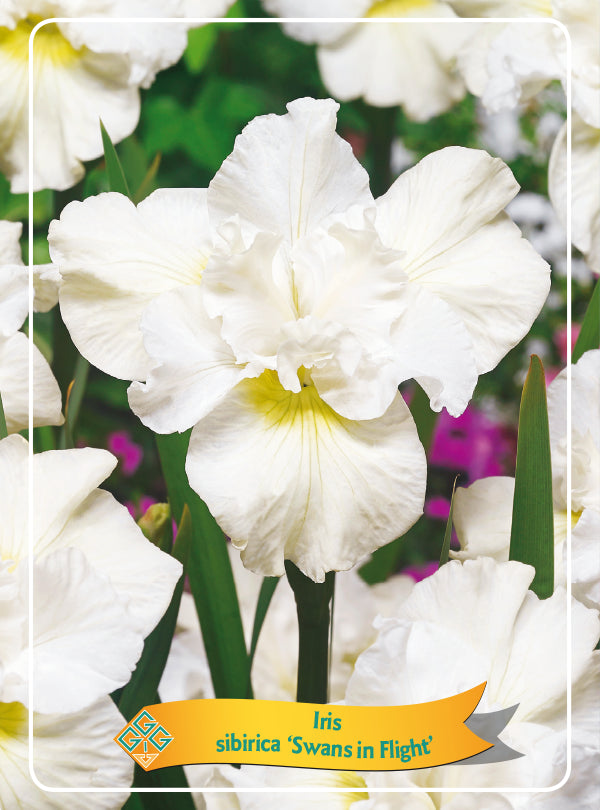 Iris Sibirica 'Swans In Flight' - Goedkope tuinplanten