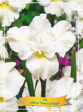 Iris Sibirica 'Swans In Flight' - Goedkope tuinplanten