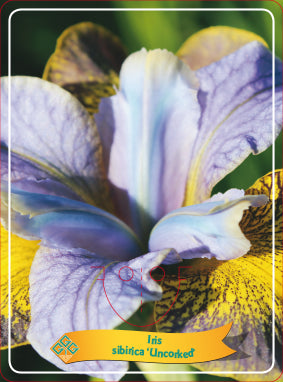 Iris Sibirica 'Uncorked' - Goedkope tuinplanten