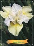 Iris Sibirica 'Yellow Tail' - Goedkope tuinplanten