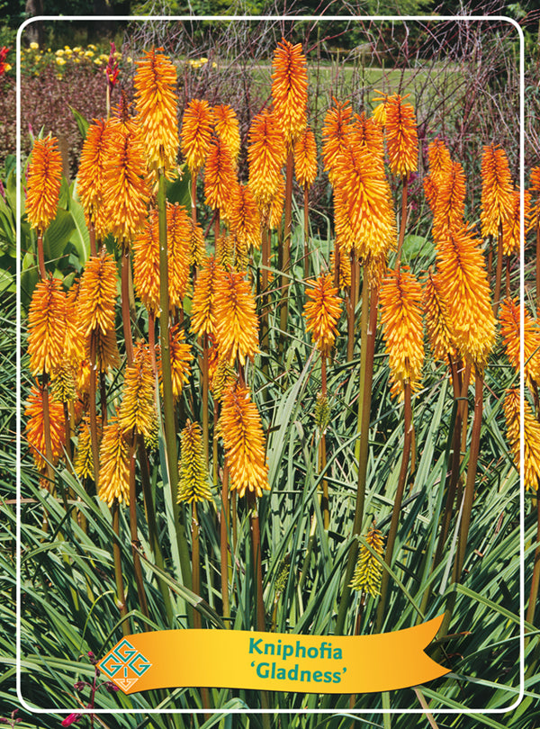 Kniphofia 'Gladness' - Goedkope tuinplanten