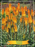 Kniphofia 'Gladness' - Goedkope tuinplanten