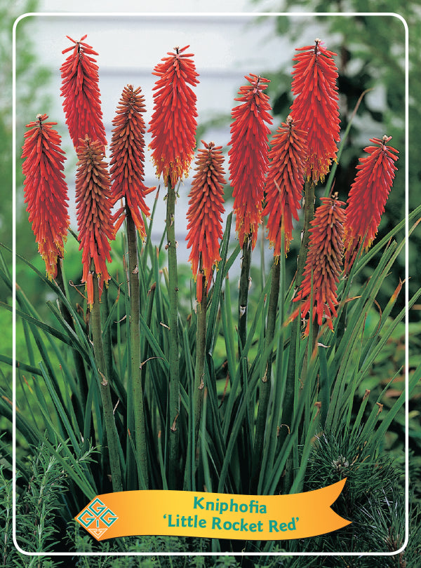 Kniphofia 'Little Rocket Red' - Goedkope tuinplanten
