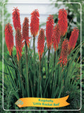 Kniphofia 'Little Rocket Red' - Goedkope tuinplanten