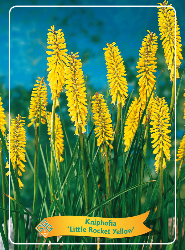 Kniphofia 'Little Rocket Yellow' - Goedkope tuinplanten