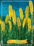 Kniphofia 'Little Rocket Yellow' - Goedkope tuinplanten