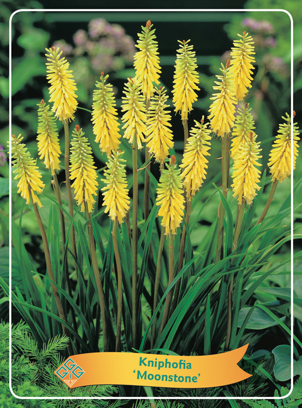 Kniphofia 'Moonstone' - Goedkope tuinplanten
