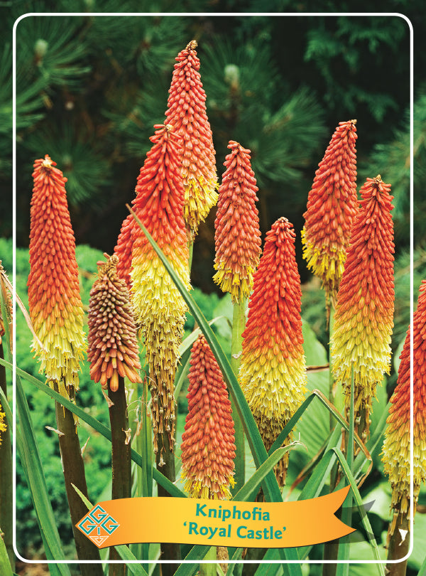Kniphofia 'Royal Castle' - Goedkope tuinplanten
