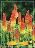 Kniphofia 'Royal Castle' - Goedkope tuinplanten