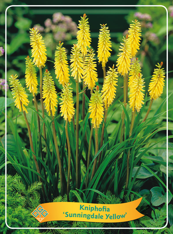 Kniphofia 'Sunningdale Yellow' - Goedkope tuinplanten