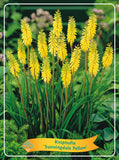 Kniphofia 'Sunningdale Yellow' - Goedkope tuinplanten