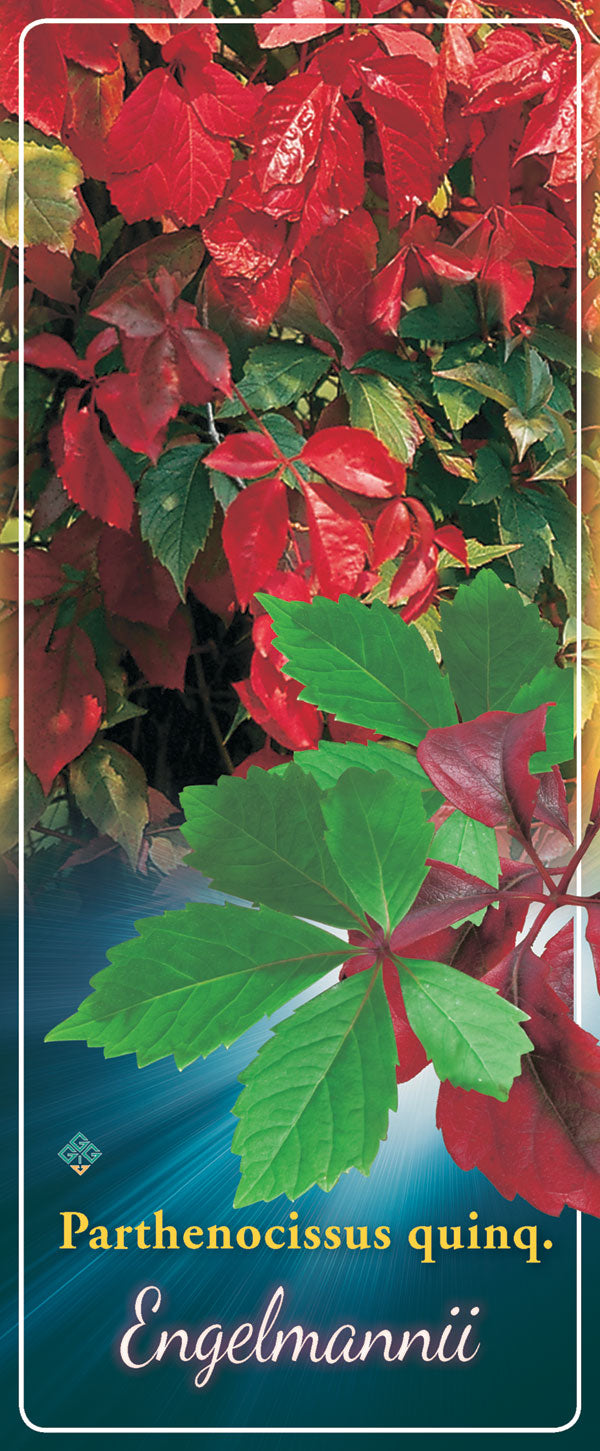 Parthenocissus 'Engelmannii' - Goedkope tuinplanten