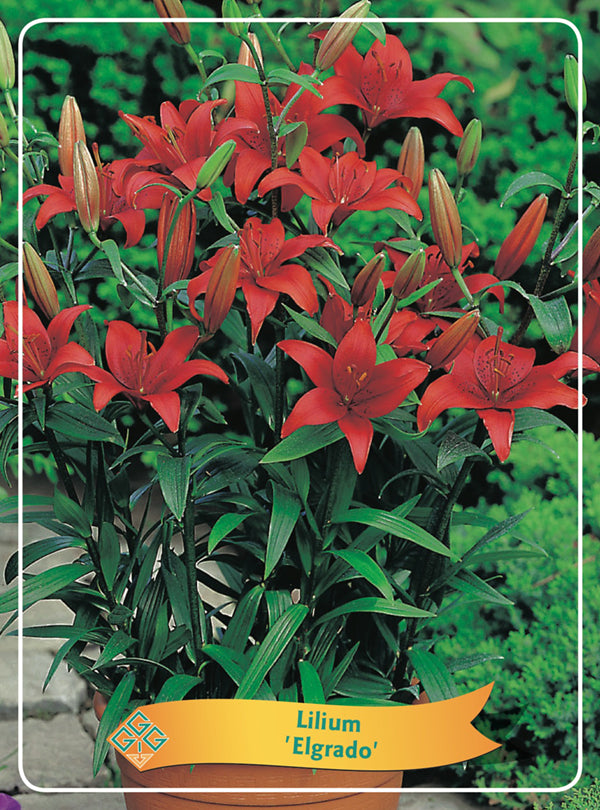 Lilium 'Elgrado' - Goedkope tuinplanten