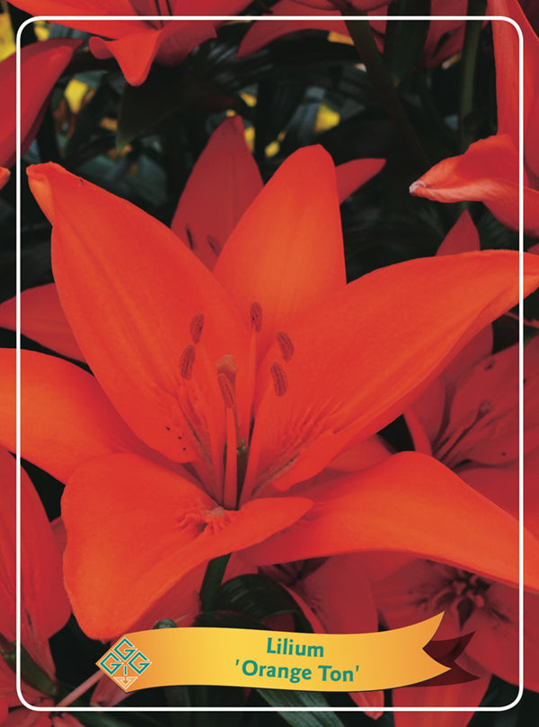Lilium 'Orange Ton' - Goedkope tuinplanten