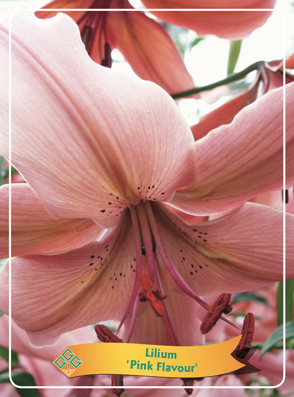 Lilium 'Pink Flavour' - Goedkope tuinplanten