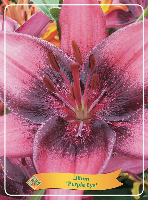 Lilium 'Purple Eye' - Goedkope tuinplanten