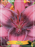 Lilium 'Purple Eye' - Goedkope tuinplanten