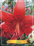 Lilium 'Red Life' - Goedkope tuinplanten
