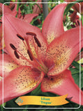 Lilium 'Trogon' - Goedkope tuinplanten