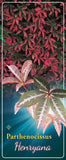 Parthenocissus 'Henryana' - Goedkope tuinplanten