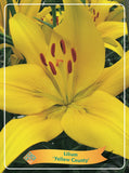 Lilium 'Yellow County' - Goedkope tuinplanten