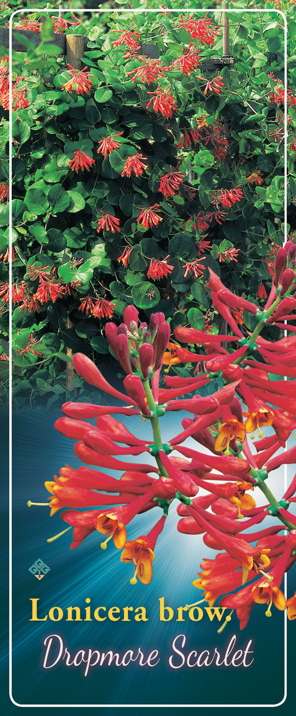 Lonicera 'Dropmore Scarlet' - Goedkope tuinplanten