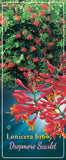 Lonicera 'Dropmore Scarlet' - Goedkope tuinplanten