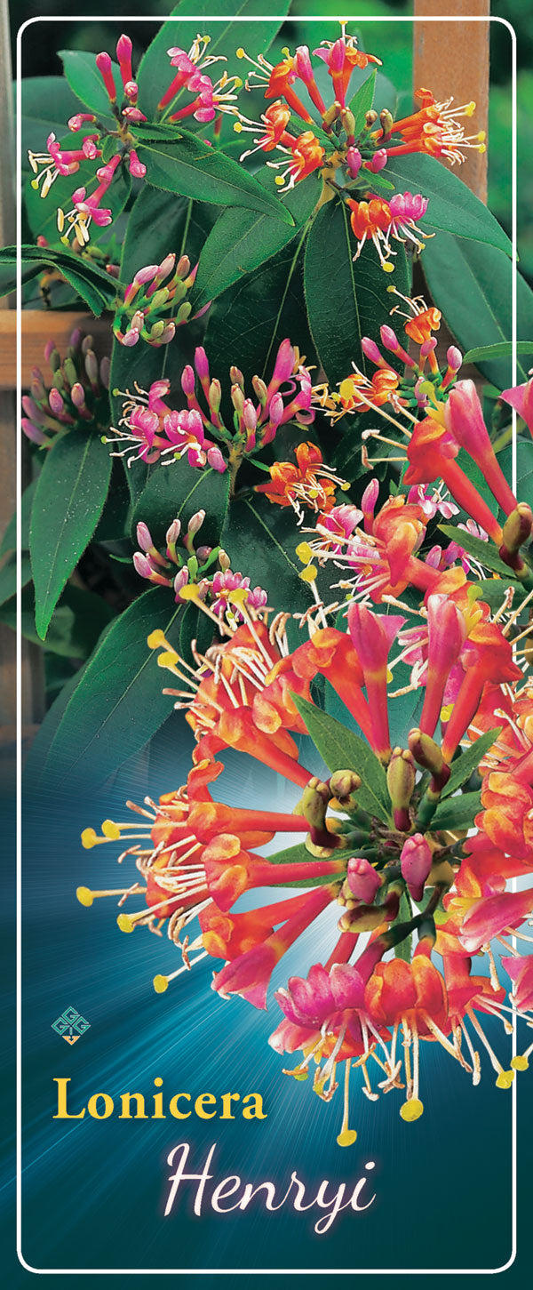 Lonicera 'Henryi' - Goedkope tuinplanten
