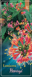 Lonicera 'Henryi' - Goedkope tuinplanten