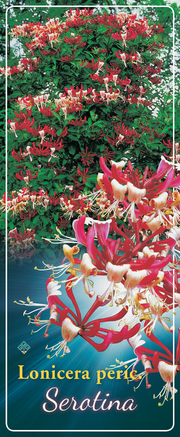 Lonicera 'Serotina' - Goedkope tuinplanten
