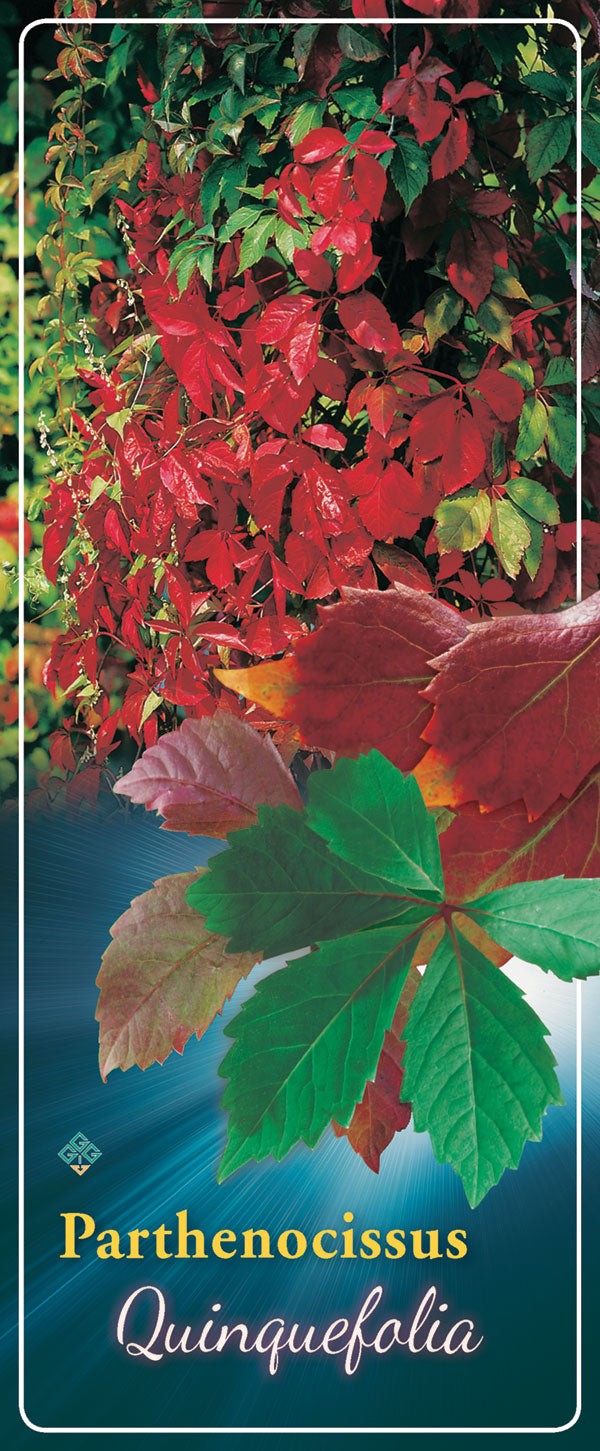 Parthenocissus 'Quinquefolia' - Goedkope tuinplanten