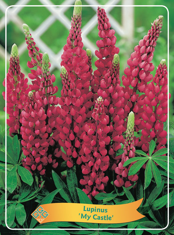 Lupinus 'My Castle' - Goedkope tuinplanten