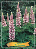 Lupinus 'The Chatelaine' - Goedkope tuinplanten